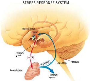 A stresszválasz élettana - Dr. Kopácsi László pszichiáter Győr - stressz, stresszhelyzetek, stresszválaszok