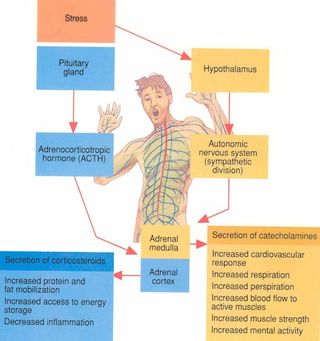 Stressz élettana - distressz, eustressz, szorongás, győri pszichiáter, pszichiáter Győr, depresszió, pánik, alvászavar, pszichológus